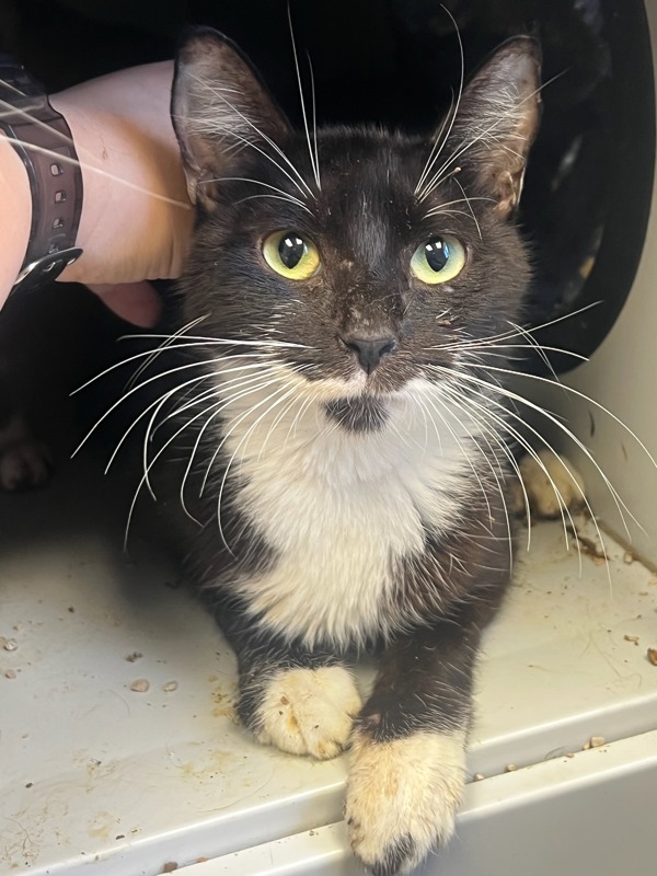 Blink 182, an adoptable Domestic Short Hair in Tulare, CA, 93274 | Photo Image 1