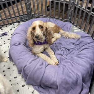 Doodlebug, Adult Female Poodle