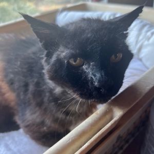 Shaboozey Domestic Short Hair Cat