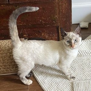 Meet Carly - The Chatty Tortie Point Siamese with a Purr You Can Hear Across the