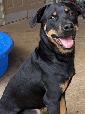 Gracie, Young Female Rottweiler