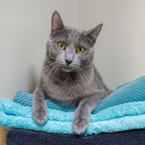 Nabi, Young Female Domestic Short Hair