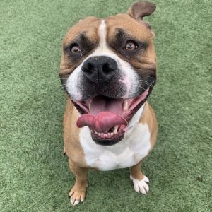 Vincent, Adult Male Boxer