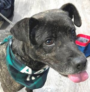 Seraphina, Young Female Pit Bull Terrier