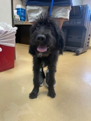 Willow Terrier Dog