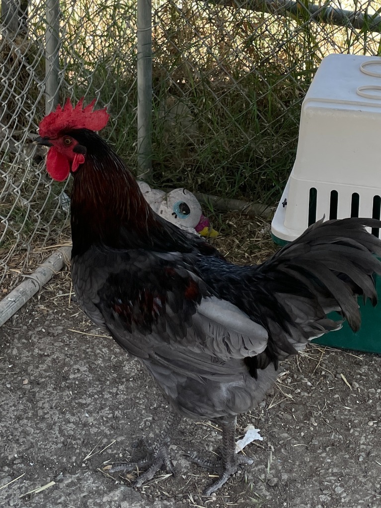 Rooster