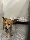 Mojo