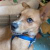 Miles - Available from Foster photo 1