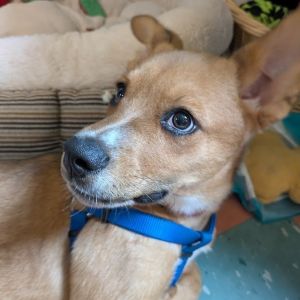 Miles - Available from Foster, Baby Male Husky