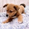 Miles - Available from Foster photo 3