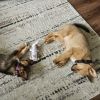 Miles - Available from Foster photo 4