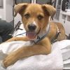Miles - Available from Foster photo 6
