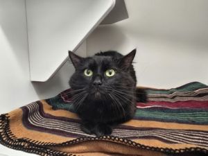 Jynx, Young Male Domestic Long Hair