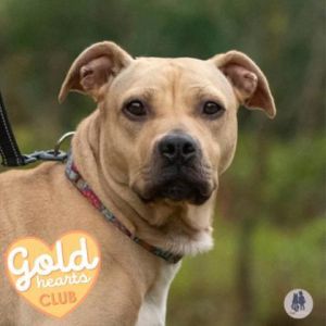 Passion Fruit, Adult Female Pit Bull Terrier