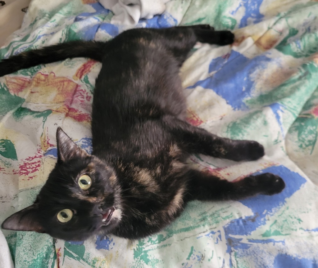 Mystic Pizza, an adoptable Domestic Short Hair in Cloquet, MN, 55720 | Photo Image 1