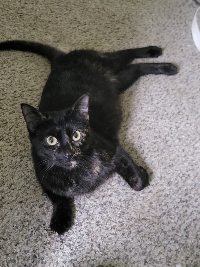Mystic Pizza, an adoptable Domestic Short Hair in Cloquet, MN, 55720 | Photo Image 2