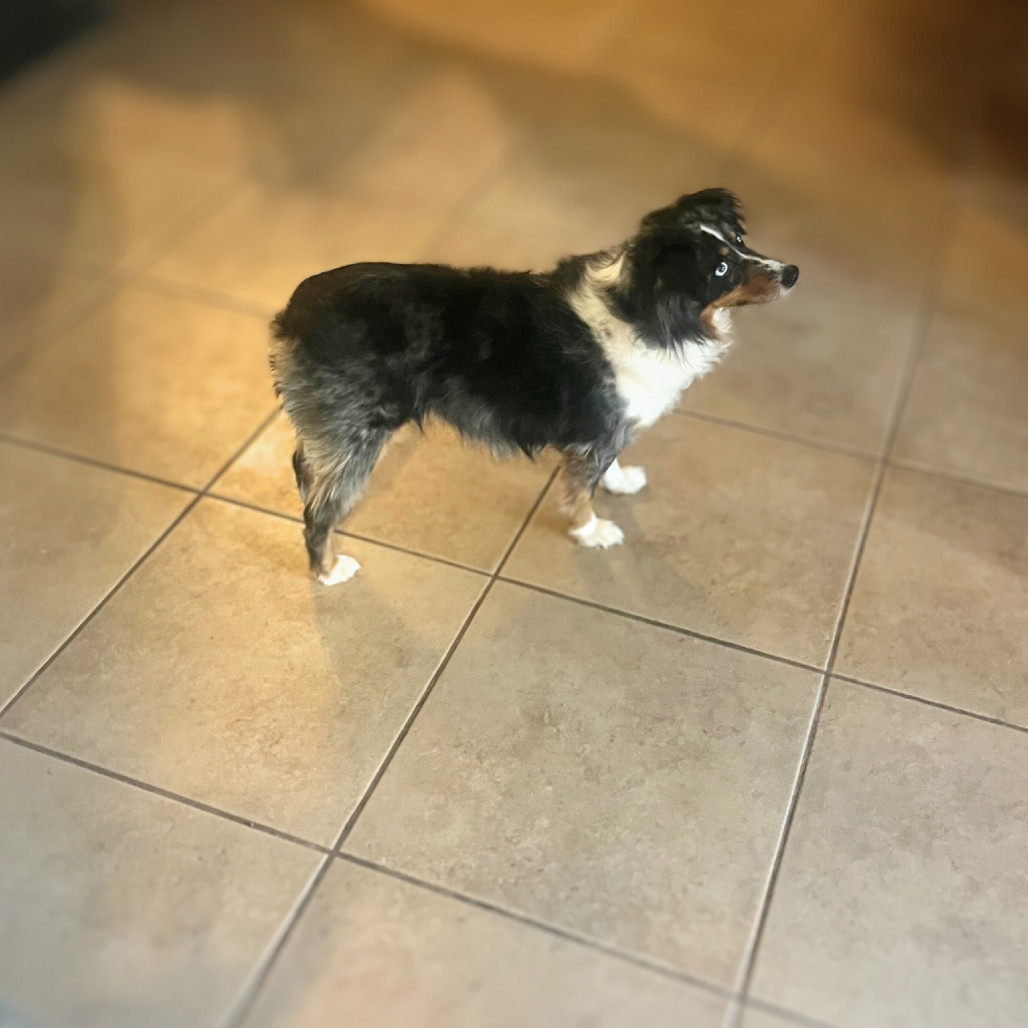 Sophia