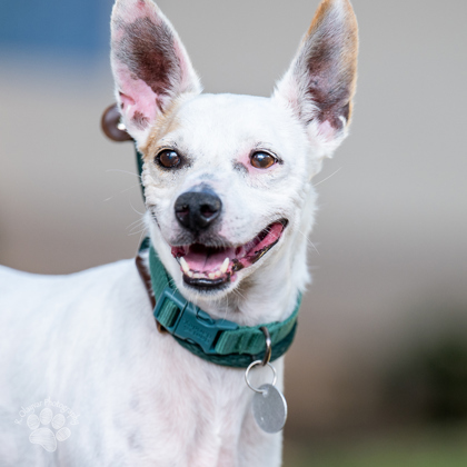 Izzy, an adoptable Terrier, Mixed Breed in Honolulu, HI, 96826 | Photo Image 1