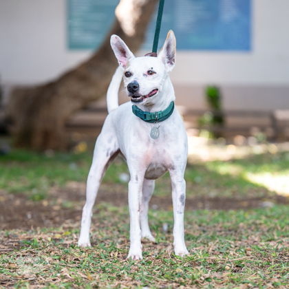 Izzy, an adoptable Terrier, Mixed Breed in Honolulu, HI, 96826 | Photo Image 2