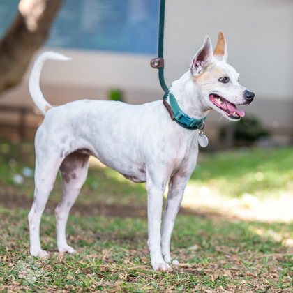 Izzy, an adoptable Terrier, Mixed Breed in Honolulu, HI, 96826 | Photo Image 3