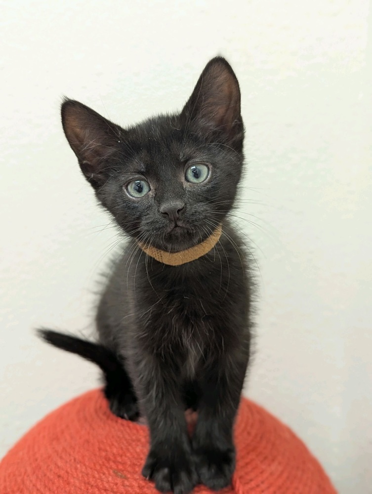 Ladybug, an adoptable Domestic Short Hair in Fort collins, CO, 80526 | Photo Image 1