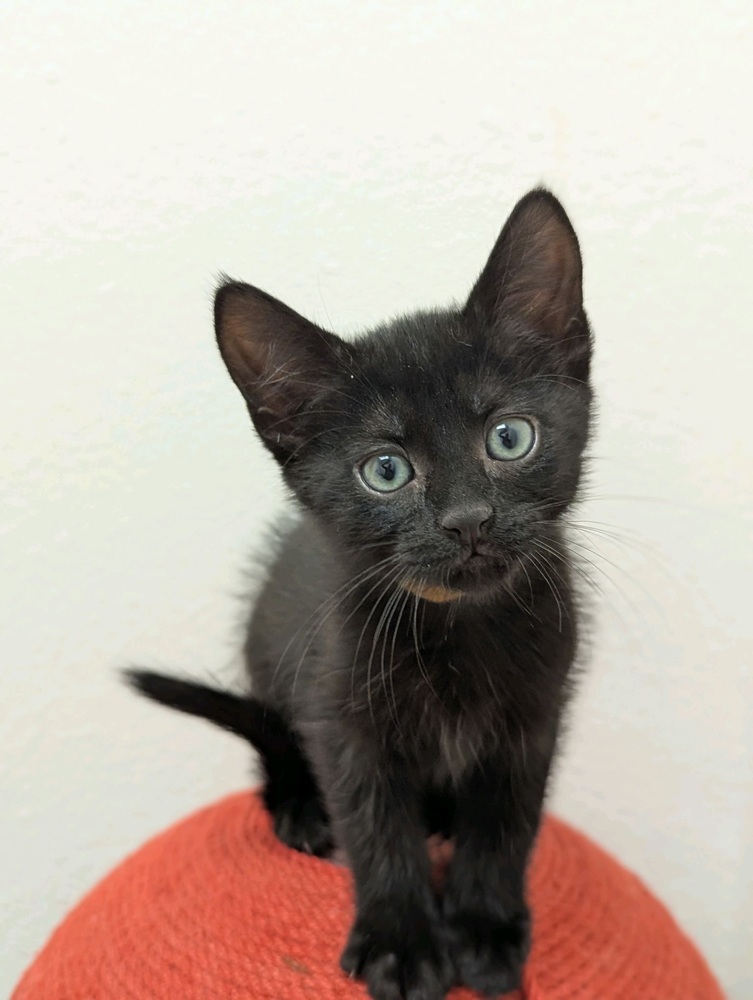 Ladybug, an adoptable Domestic Short Hair in Fort collins, CO, 80526 | Photo Image 2