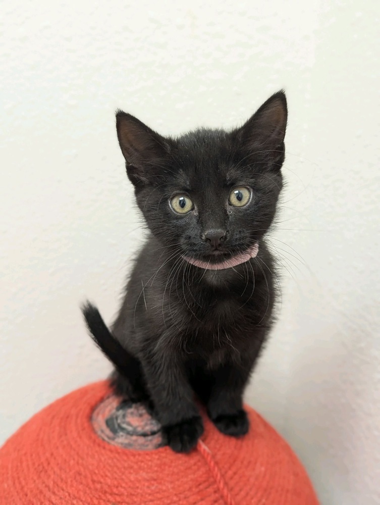 Cricket, an adoptable Domestic Short Hair in Fort collins, CO, 80526 | Photo Image 1