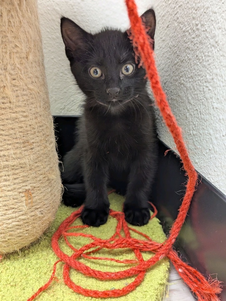 Cricket, an adoptable Domestic Short Hair in Fort collins, CO, 80526 | Photo Image 2