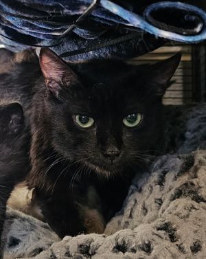 Monopoly (game) Domestic Short Hair Cat