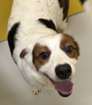 Cookie Spunkmeyer 62730, Adult Female Spaniel