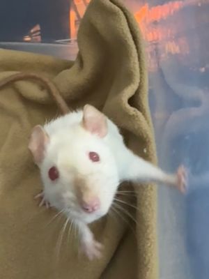Getaway, Young Female Rat