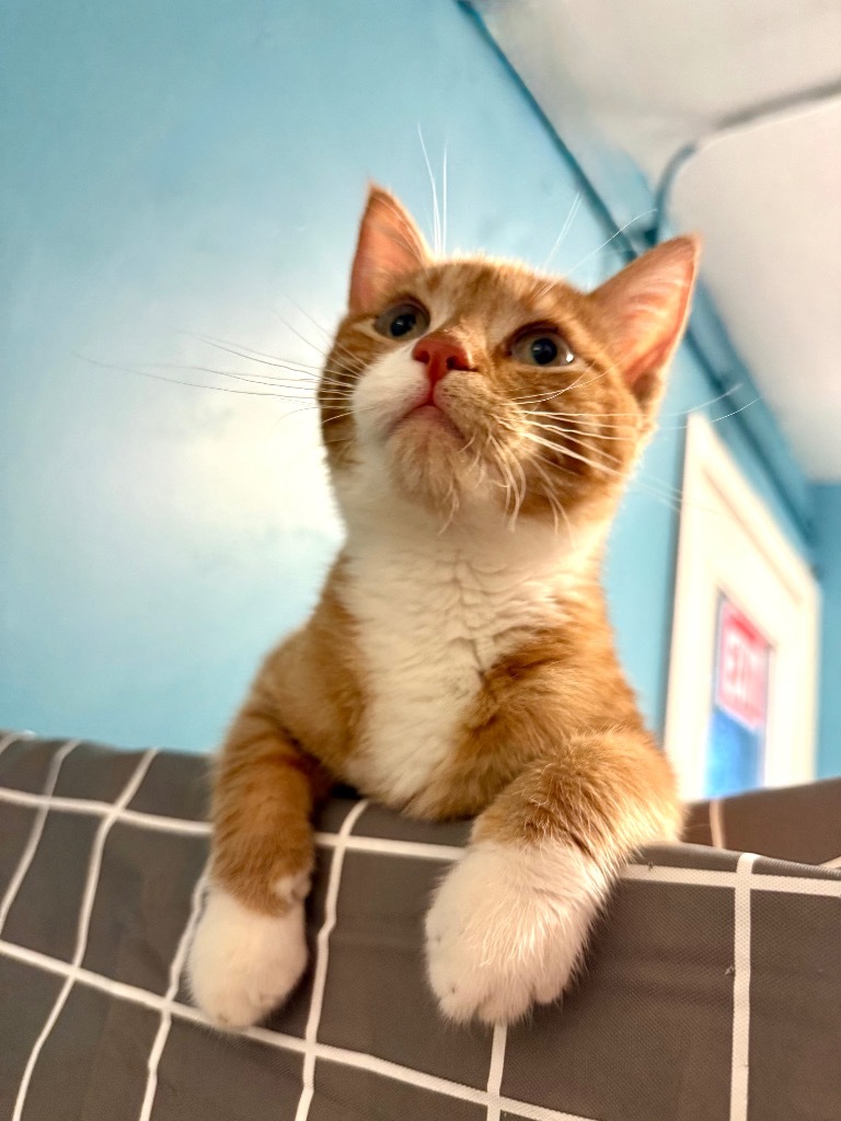 MAX