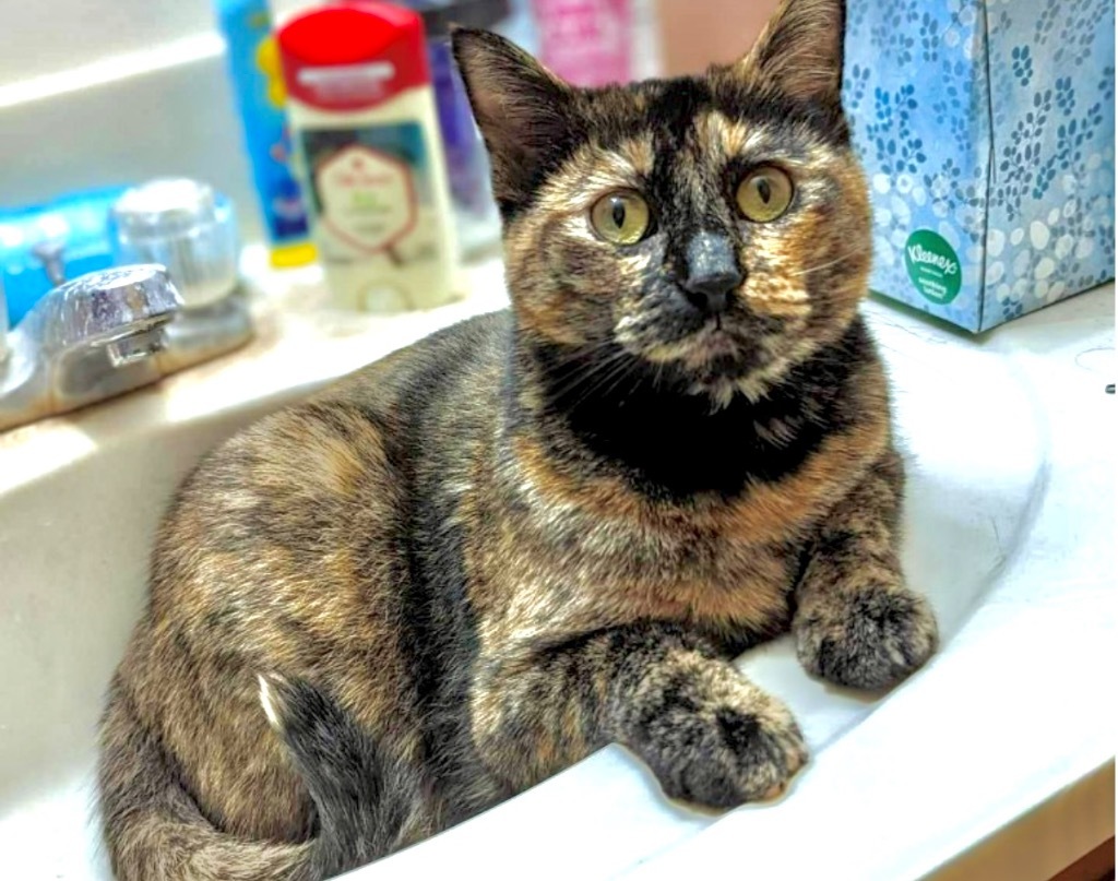 NOVA