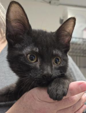 Kenny (K5-L420), Baby Male Domestic Short Hair