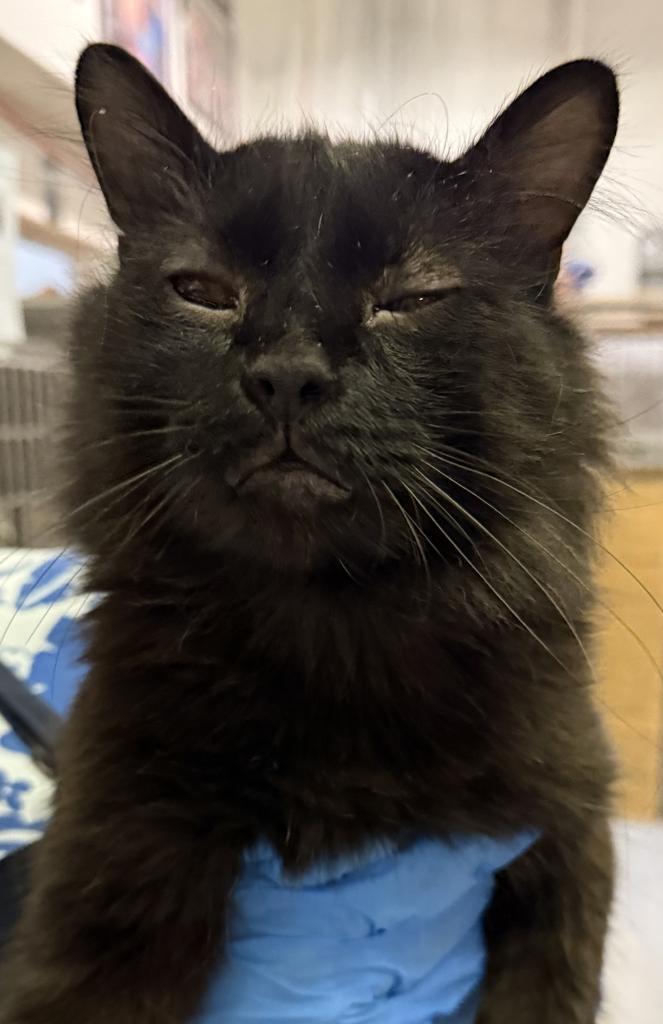 Noob, an adoptable Domestic Medium Hair in Pahrump, NV, 89048 | Photo Image 1