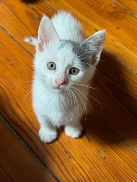 Cinta