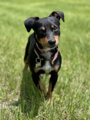 Frankfurter, Young Male Miniature Pinscher