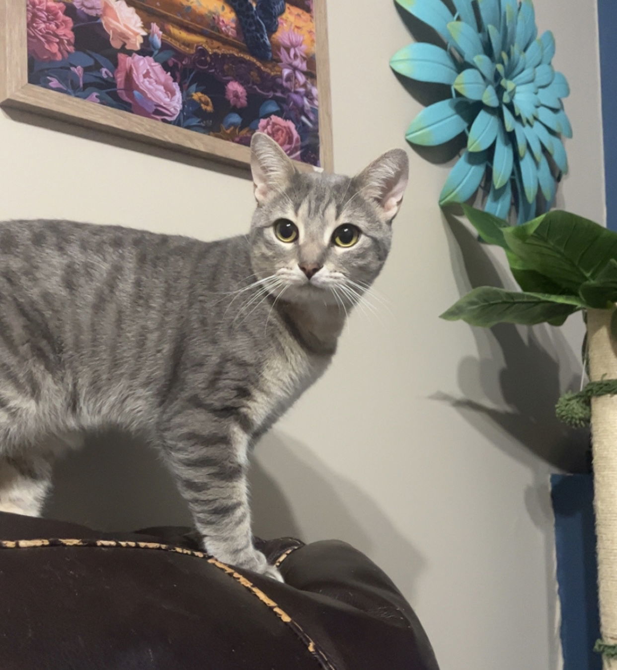 Lucky, an adoptable Domestic Short Hair in Princeton, MN, 55371 | Photo Image 1