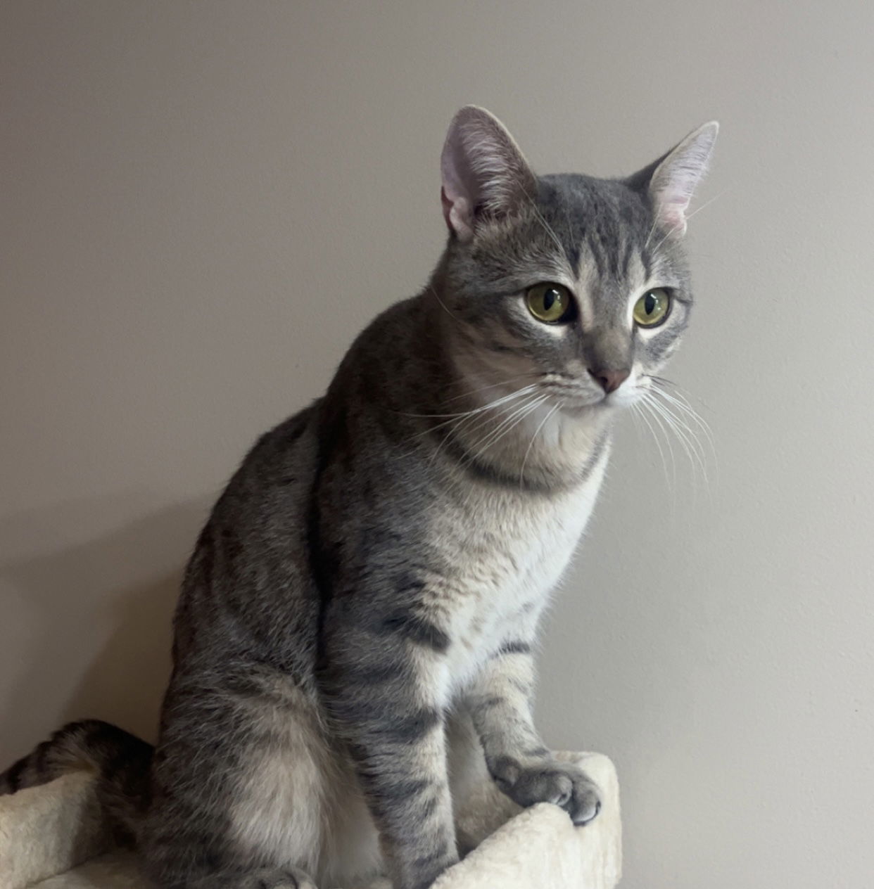 Lucky, an adoptable Domestic Short Hair in Princeton, MN, 55371 | Photo Image 2