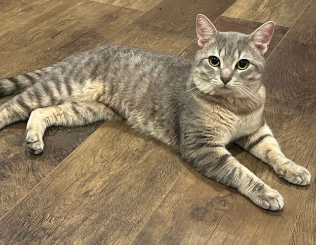 Lucky, an adoptable Domestic Short Hair in Princeton, MN, 55371 | Photo Image 3