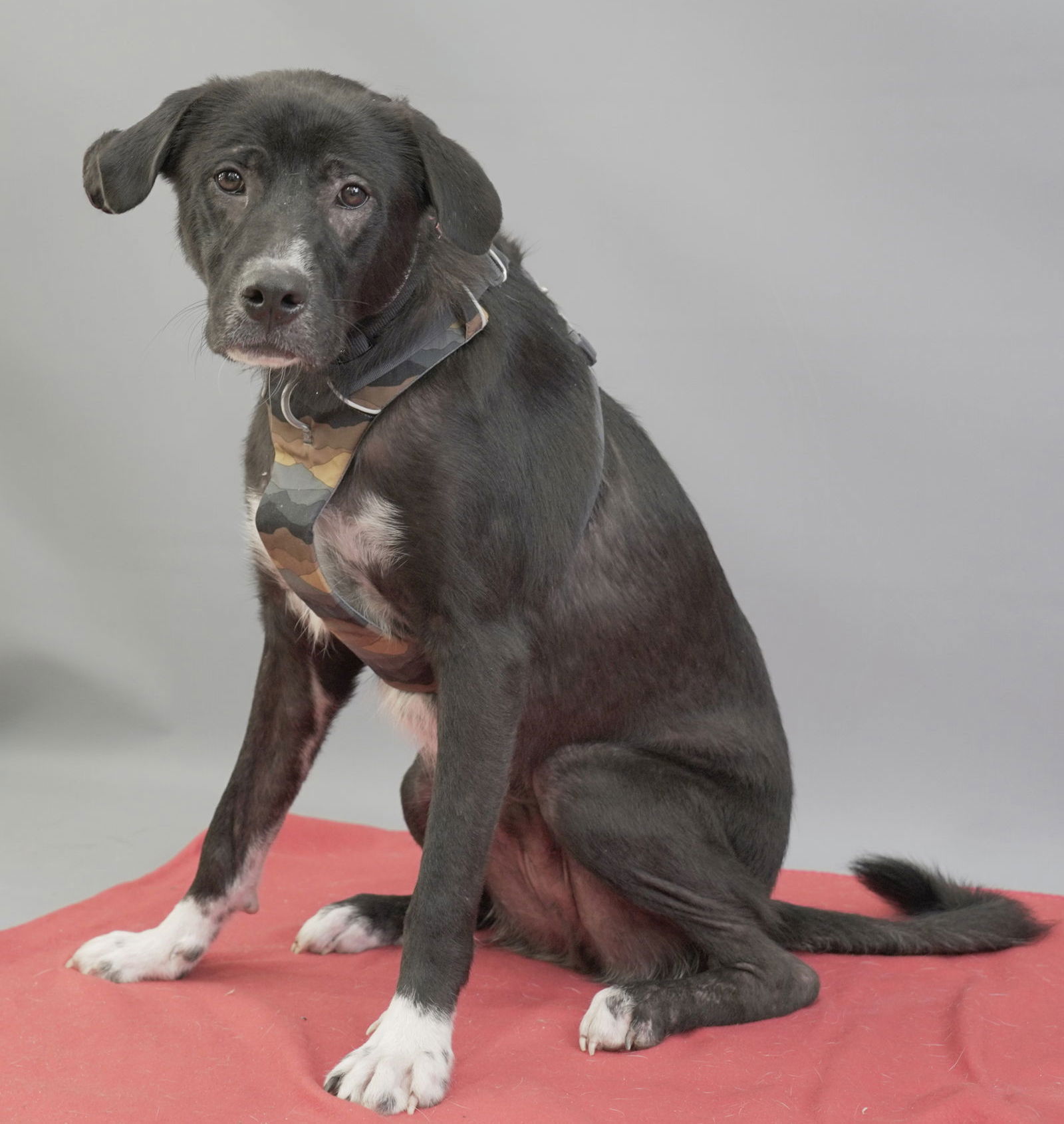 Maurice, an adoptable Labrador Retriever, Border Collie in Duluth, MN, 55802 | Photo Image 1