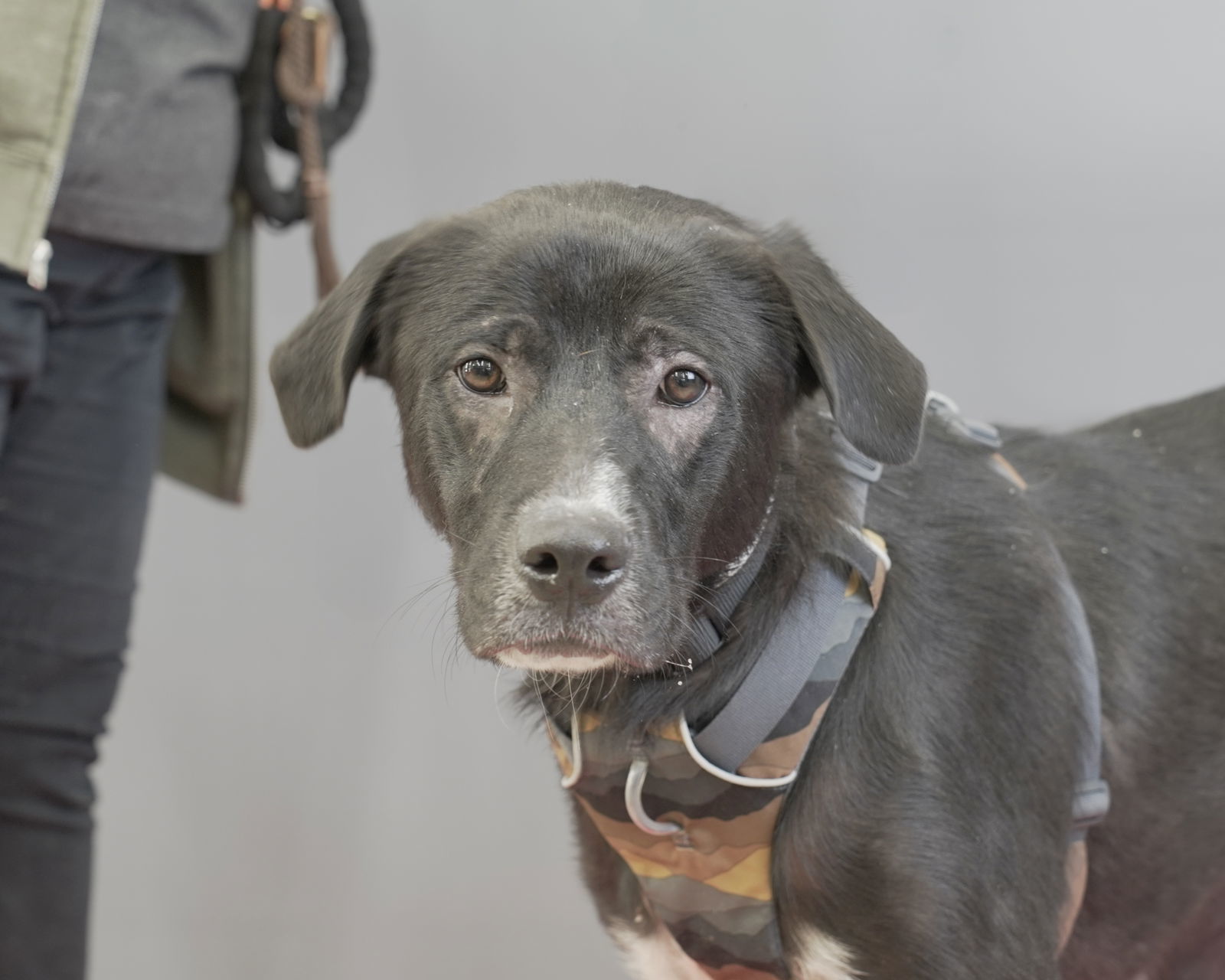 Maurice, an adoptable Labrador Retriever, Border Collie in Duluth, MN, 55802 | Photo Image 2
