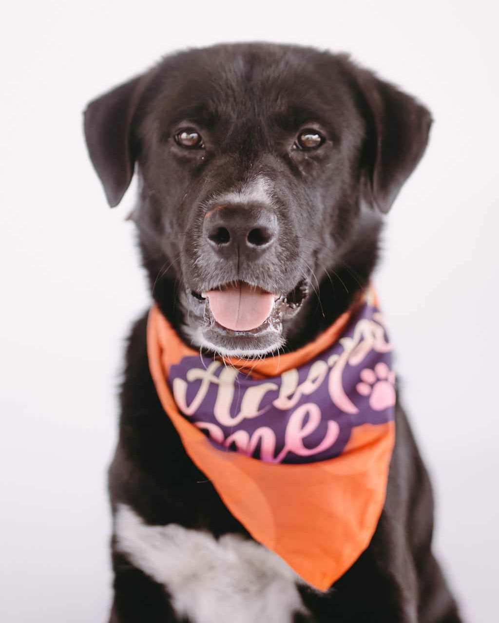 Maurice, an adoptable Labrador Retriever, Border Collie in Duluth, MN, 55802 | Photo Image 3