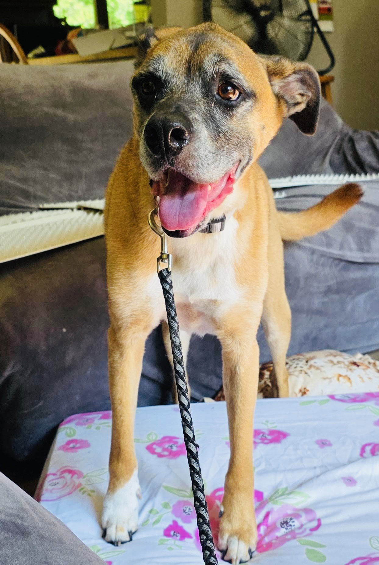 Tyson, an adoptable Boxer in St. Cloud, MN, 56301 | Photo Image 1