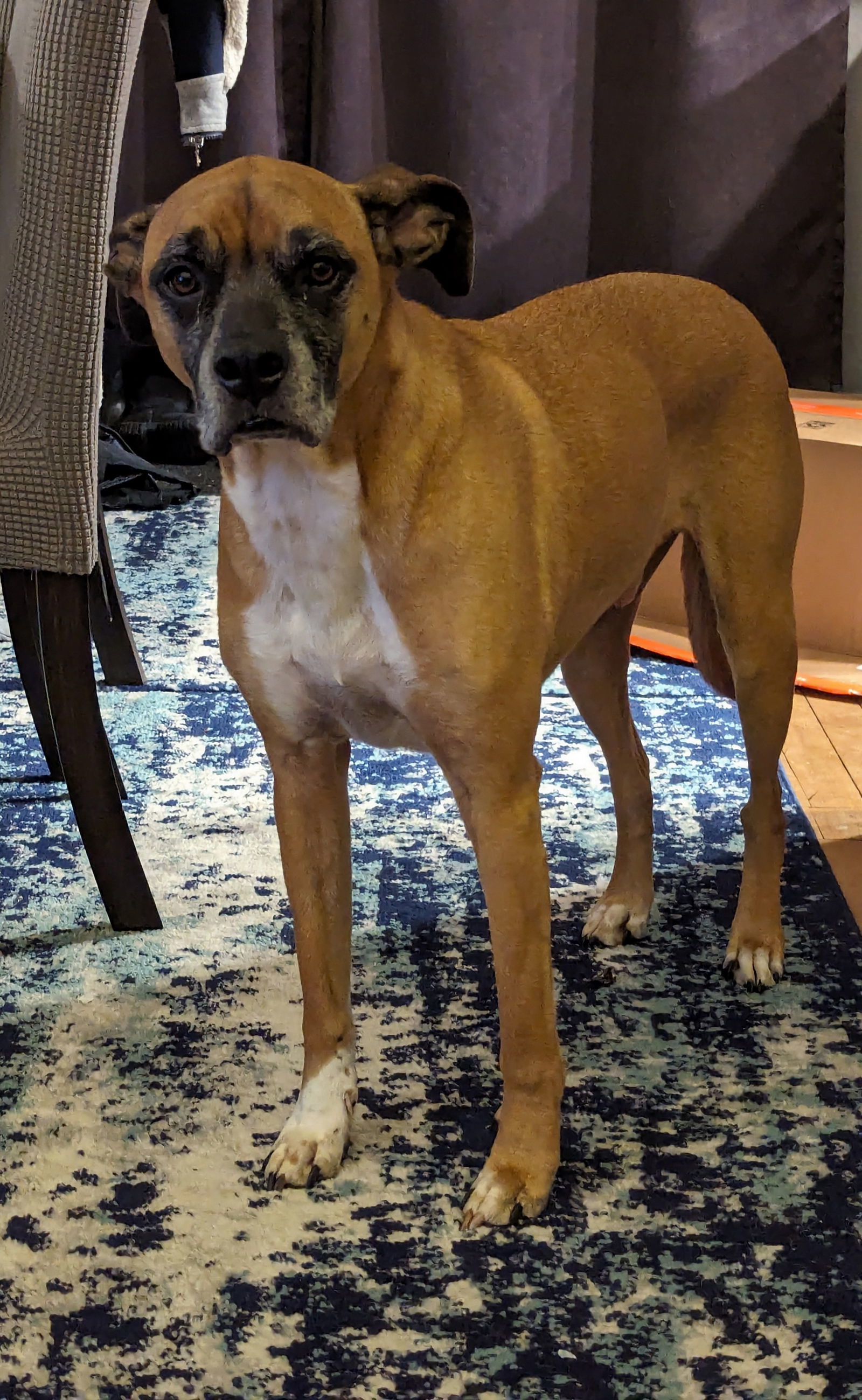 Tyson, an adoptable Boxer in St. Cloud, MN, 56301 | Photo Image 2