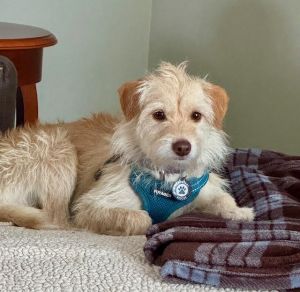 Barkley, Adult Male Schnauzer