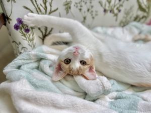 Harold, Baby Male Domestic Short Hair