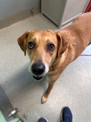 Bo Duke, Adult Male Labrador Retriever