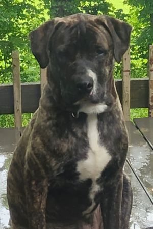 Remmy, Young Male Pit Bull Terrier