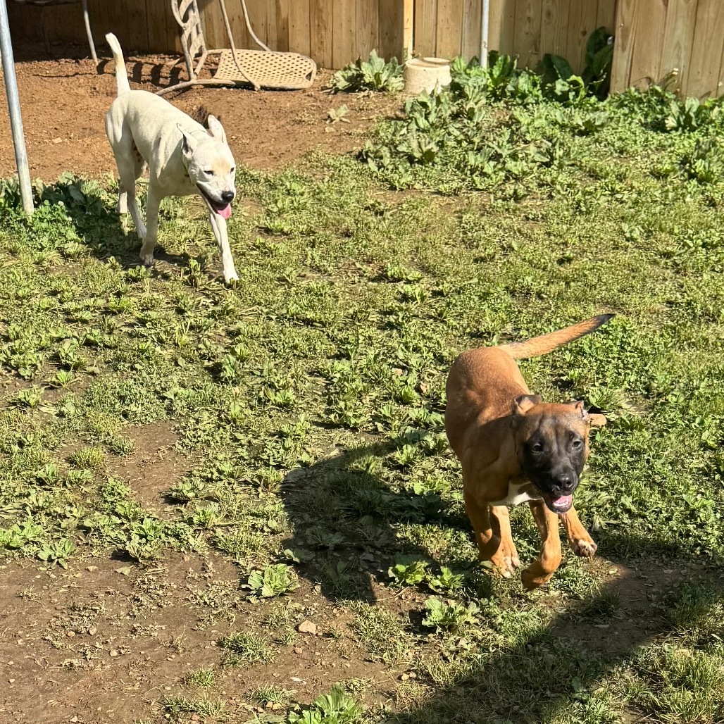 Renegade